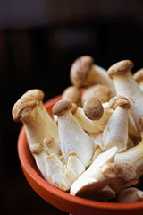 Frische Kräuterseitlinge in einer Schale (Pleurotus eryngii); Königsausternpilze