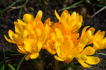 Yellow crocuses