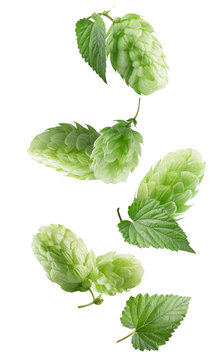 Green Hops Isolated On A White Background