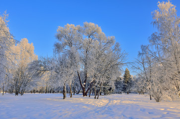 Beauty of winter nature in snowy park at sunrise