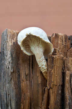 Prolitec scaly mushroom (Lentinus lepideus) on the stump