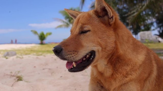 Dog relaxing on the sand at beach.