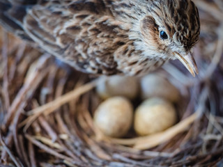 Sparrow with eggs in the nest.