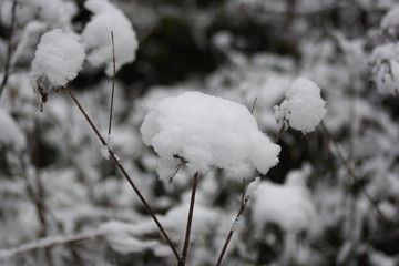 fleurs enneigées