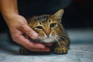 a brown  stripe black cat lying on the floor. There is a  hand rubbed at the chin of the cat.