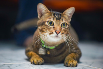 a brown  stripe black cat lying on the floor