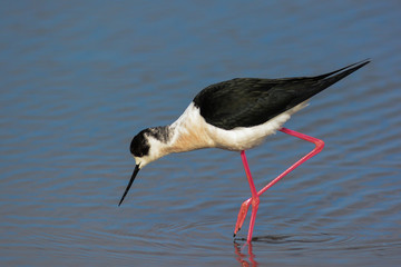 ritratto di Cavaliere d'Italia nello stagno,Himantopus himantopus,sfondo acqua