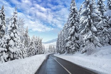 Road in winter tree forest