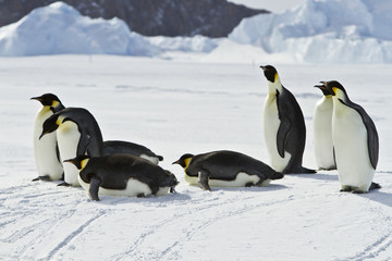Fototapeta na wymiar Emperor penguins(aptenodytes forsteri) on the ice of Davis sea,Antarctica