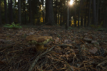 Musrhoom in the autumn nature lanscape