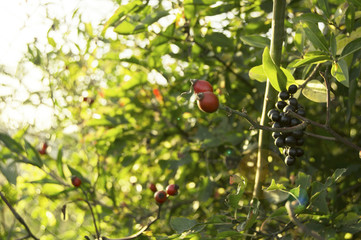 Autumn fruits on the bush