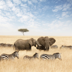 Obraz premium Słonie i zebry na łąkach Masai Mara
