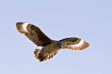 Obraz premium South polar Skua(catharacta maccormicki)in the sky Antarctica