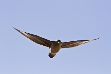 South polar Skua(catharacta maccormicki)in the sky Antarctica