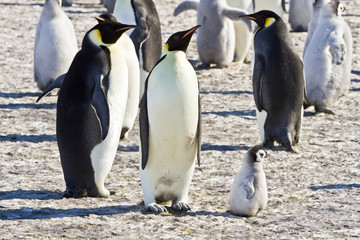 Obraz premium A colony of Emperor penguins(aptenodytes forsteri)colony on the ice of Davis sea,Eastern Antarctica