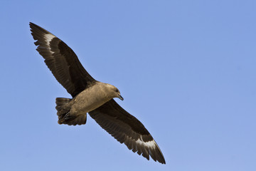 South polar Skua(catharacta maccormicki)in the sky Antarctica