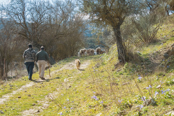 Two shepherds lead a herd of sheep and lambs and a dog along the path to the village, green grass, blue violet iris flowers and olive trees around. Ronda, Malaga province, Andalusia, Spain.
