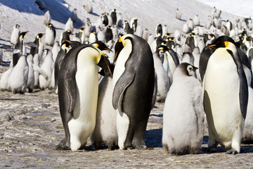 A couple of Emperor penguins(aptenodytes forsteri)colony on the ice of Davis sea,Antarctica