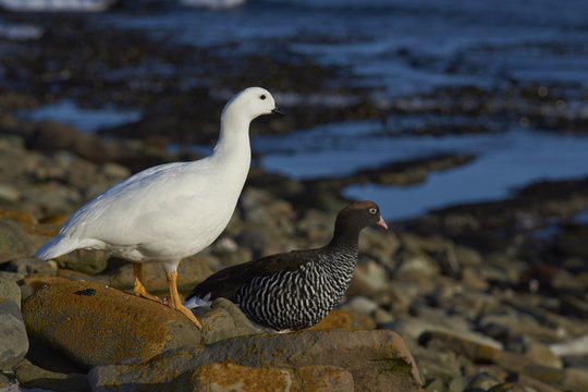 Pair of Kelp Geese (Chloephaga hybrida malvinarum) on the rocky coast of Sea Lion Island in the Falkland Islands.