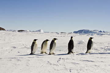 Emperor penguins(aptenodytes forsteri) on the ice of Davis sea,Antarctica