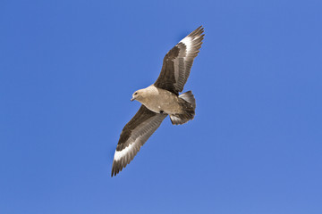 Obraz premium South polar Skua(catharacta maccormicki)hovers in the sky of East Antarctica