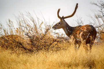 Spotted deer or Axis in national park Ranthambore