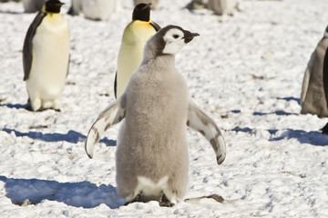 Chick the Emperor penguin(aptenodytes forsteri)colony on the ice of Davis sea,Eastern Antarctica