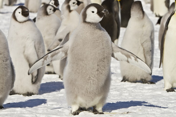 Chick the Emperor penguin(aptenodytes forsteri)colony on the ice of Davis sea,Eastern Antarctica
