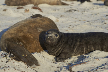 Southern Elephant Seal pup (Mirounga leonina) on Sea Lion Island in the Falkland Islands.