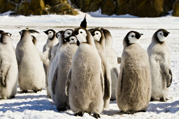 Chick the Emperor penguin(aptenodytes forsteri)colony on the ice of Davis sea,Eastern Antarctica