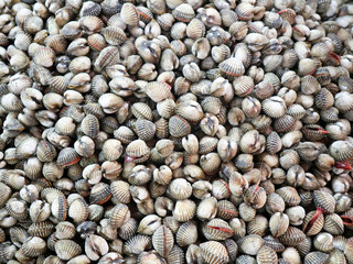 Cockle background sell on shop in seafood market