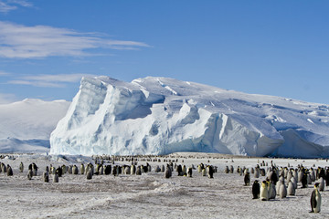 A colony of Emperor penguins(aptenodytes forsteri)colony on the ice of Davis sea,Eastern Antarctica