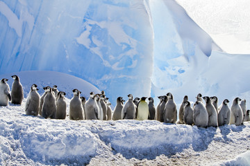 Chick the Emperor penguin(aptenodytes forsteri)colony on the ice of Davis sea,Eastern Antarctica