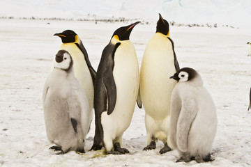 The family of the Emperor penguin(aptenodytes forsteri)colony on the ice of Davis sea,Eastern Antarctica