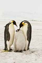 Plakat The family of the Emperor penguin(aptenodytes forsteri)colony on the ice of Davis sea,Eastern Antarctica
