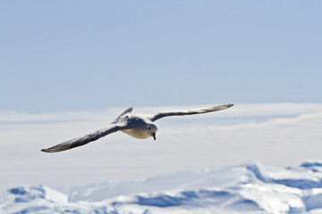 Southern Fulmar(fulmarus glacialoides)in flight in the skies of Antarctica