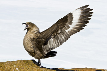 South polar Skua shows a long Creek with wide open wings and beak