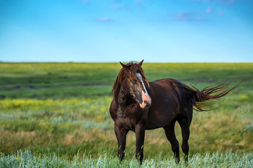 Wild stallion grazing on summer meadow
