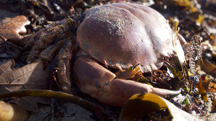 Winter storms bring seaweed and the odd crab ashore