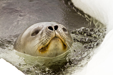 Weddell seal(leptonychotes weddellii)peeking out of hole in ice in the Davis sea,Eastern Antarctica
