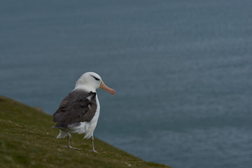 Black-browed Albatross (Thalassarche melanophrys) standing on a grassy slope on the cliffs of Saunders Island in the Falkland Islands.