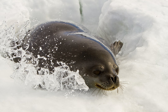 Weddell Seal(leptonychotes Weddellii)peeking Out Of Hole In Ice In The Davis Sea,Eastern Antarctica