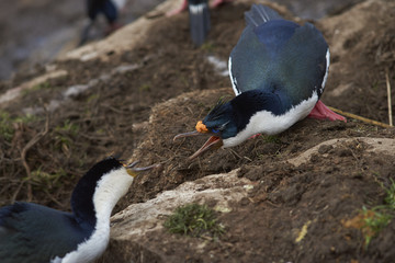 Imperial Shag (Phalacrocorax atriceps albiventer) warning off a rival on the cliffs of Saunders Islands in the Falkland Islands.