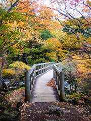 Landscape of colorful forest in autumn wih a wood bridge and trail.