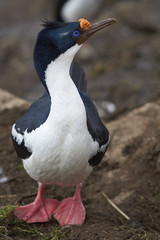 Naklejka premium Imperial Shag (Phalacrocorax atriceps albiventer) in breeding plumage on the cliffs of Saunders Islands in the Falkland Islands.