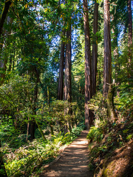Redwoods Trail, Footpath Through Trees