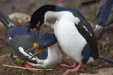 Pair of Imperial Shag (Phalacrocorax atriceps albiventer) engaged in a courtship ritual on the...
