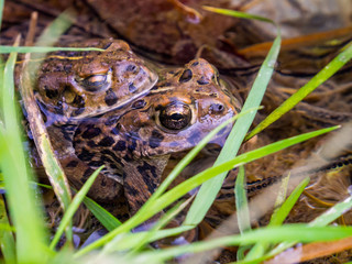 Two Frogs in a Pond, Close Up, Grass, Water