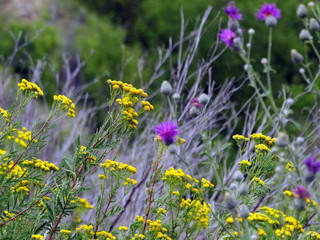 Prairie flowers