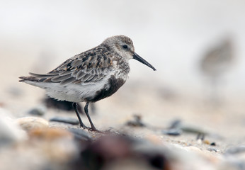 Dunlin (Calidris alpina) adult moulting into winter plumage, Marazion beach, Cornwall, England, UK.